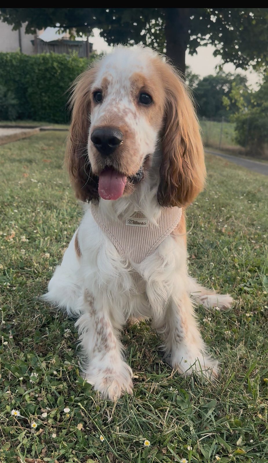 Willow, le cocker, assis dans l'herbe avec son harnais Yogi