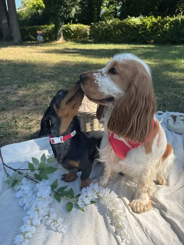 Ein Dackel und ein Cocker Spaniel in Willow & Co Geschirren auf einer Decke im Garten